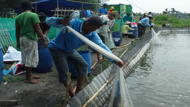 Detail Gambar Dan Keterangan Tambak Nomer 11