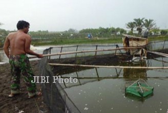 Detail Gambar Dan Keterangan Tambak Nomer 8