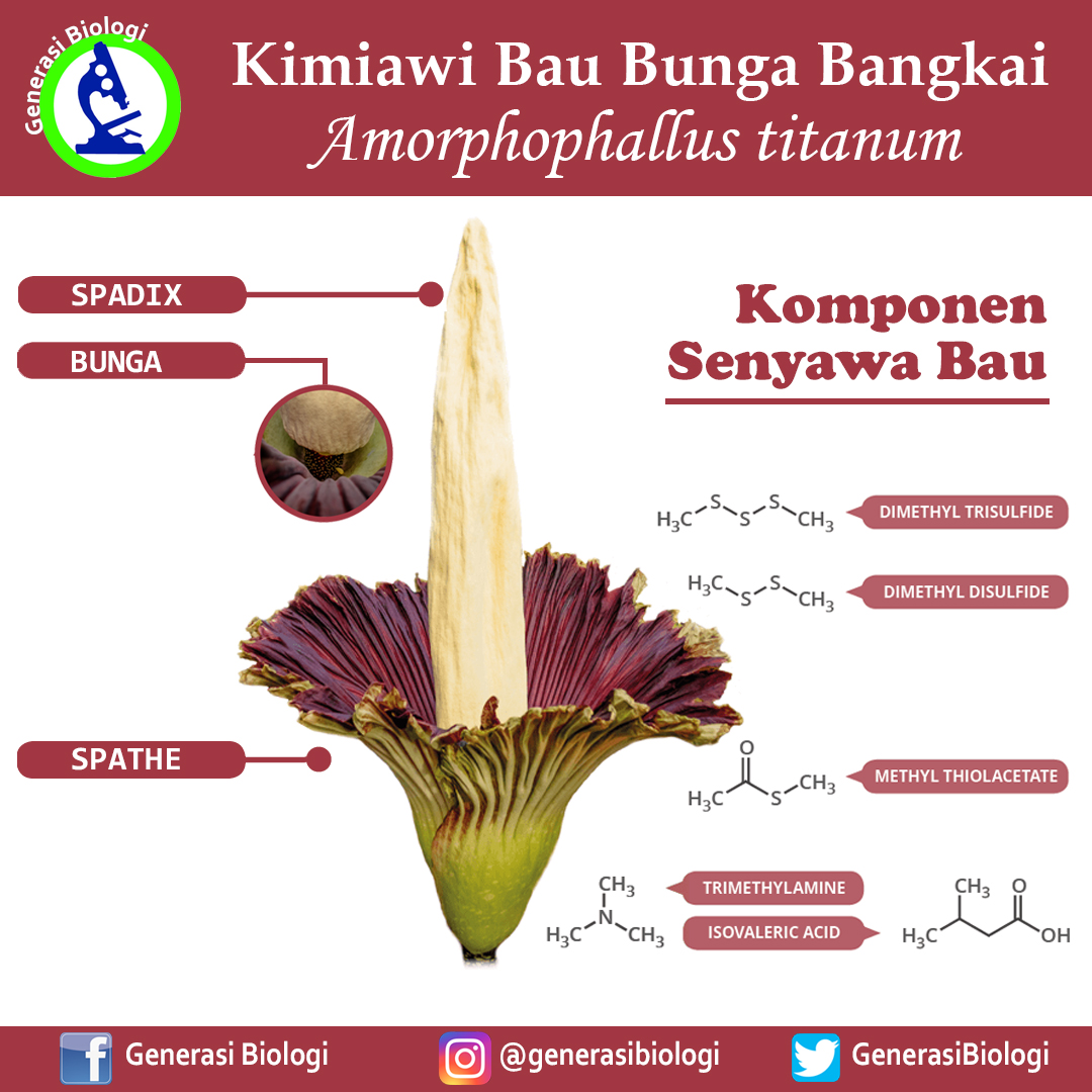 Detail Gambar Dan Manfaat Bunga Bangkai Nomer 5