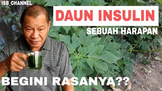 Detail Gambar Dan Manfaat Tanaman Insulin Nomer 52