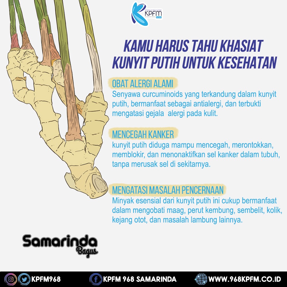 Detail Gambar Dan Manfaat Tanaman Kunyit Putih Nomer 30