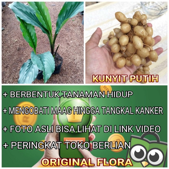 Detail Gambar Dan Manfaat Tanaman Kunyit Putih Nomer 44