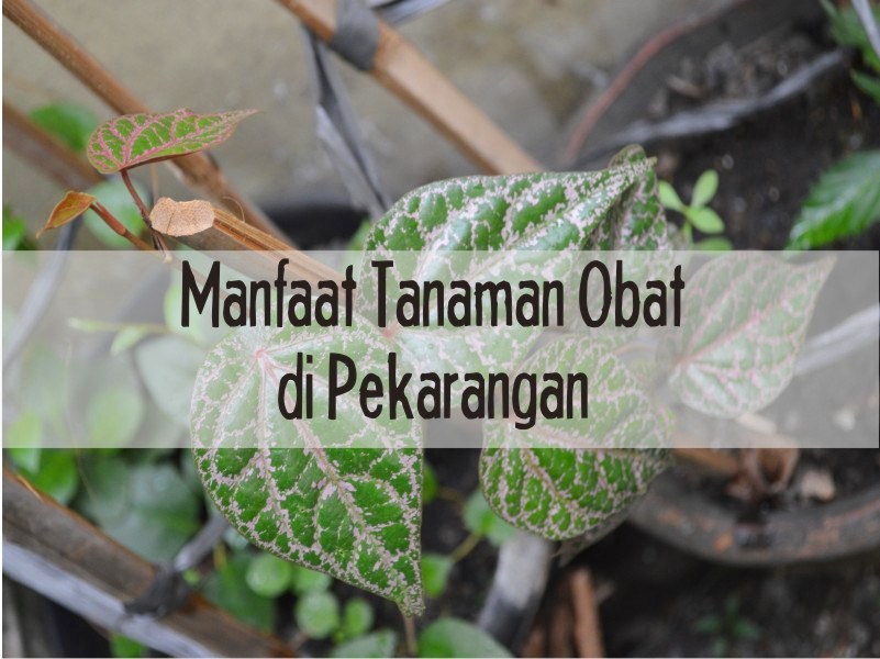 Detail Gambar Dan Manfaat Tanaman Obat Nomer 27