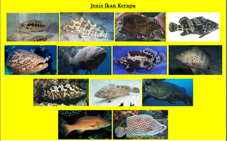 Download Gambar Dan Nama Ikan Kerapu Nomer 2