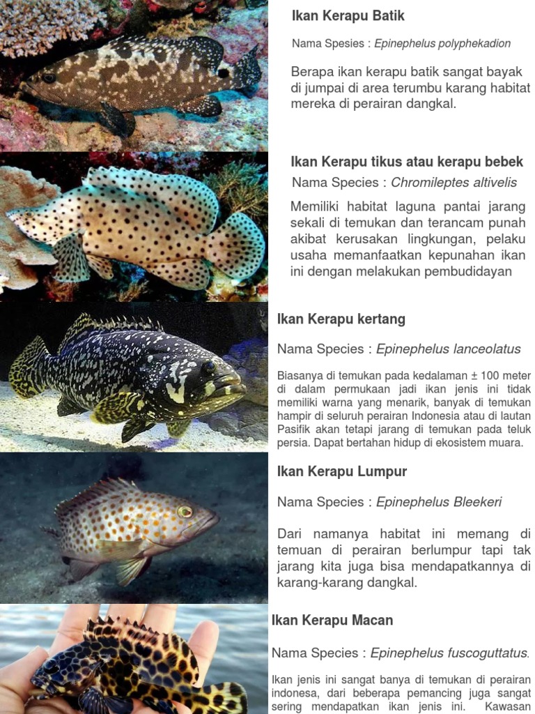 Detail Gambar Dan Nama Ikan Kerapu Nomer 20