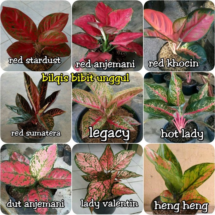 Detail Gambar Dan Nama Jenis Aglaonema Nomer 13