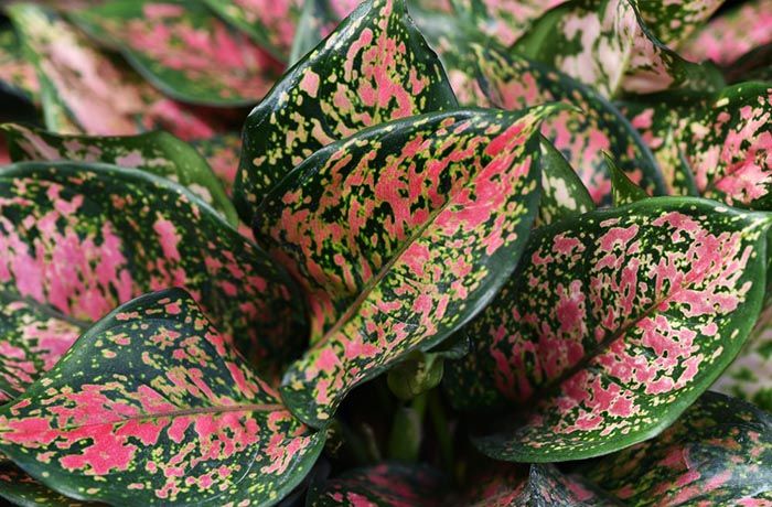 Detail Gambar Dan Nama Jenis Aglaonema Nomer 16