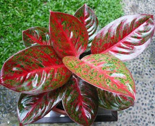 Detail Gambar Dan Nama Jenis Aglaonema Nomer 18