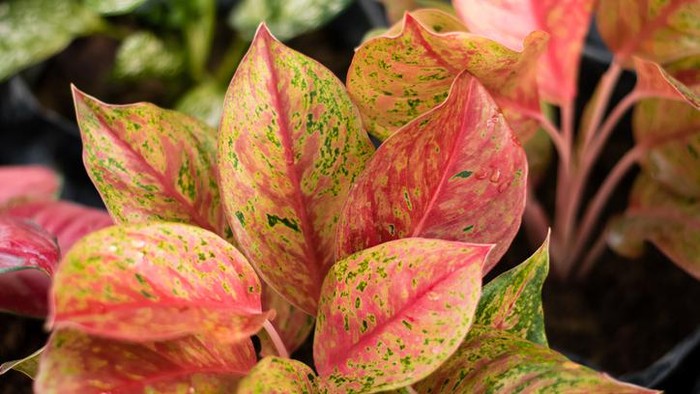 Detail Gambar Dan Nama Jenis Aglaonema Nomer 20