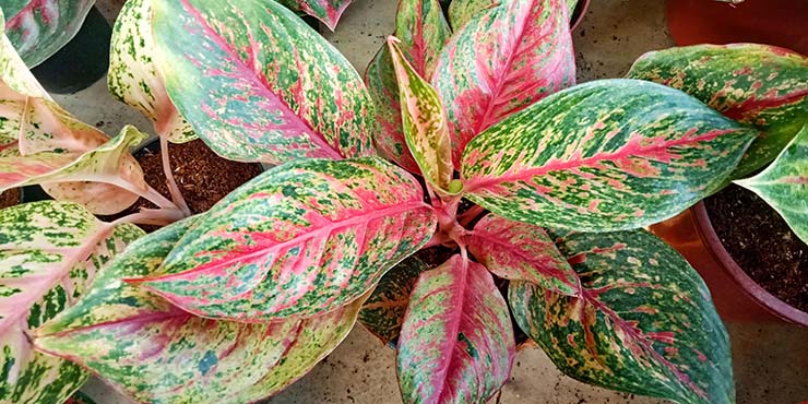 Detail Gambar Dan Nama Jenis Aglaonema Nomer 4