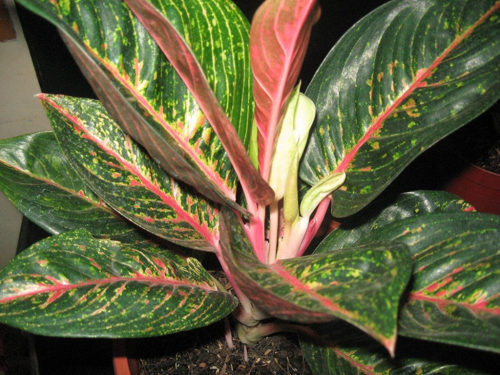 Detail Gambar Dan Nama Jenis Aglaonema Nomer 46