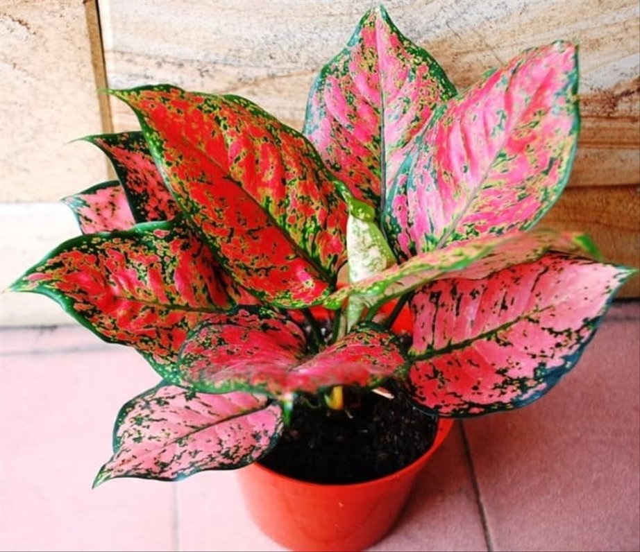 Detail Gambar Dan Nama Jenis Aglaonema Nomer 47