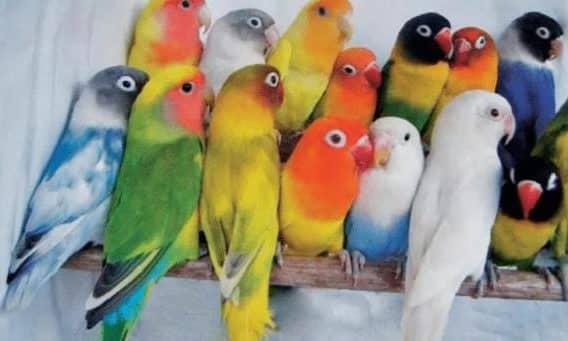 Detail Gambar Dan Nama Jenis Lovebird Nomer 22