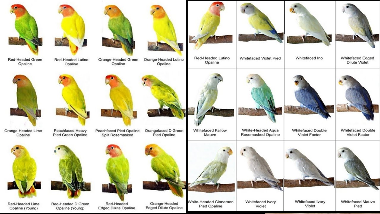 Detail Gambar Dan Nama Jenis Lovebird Nomer 4