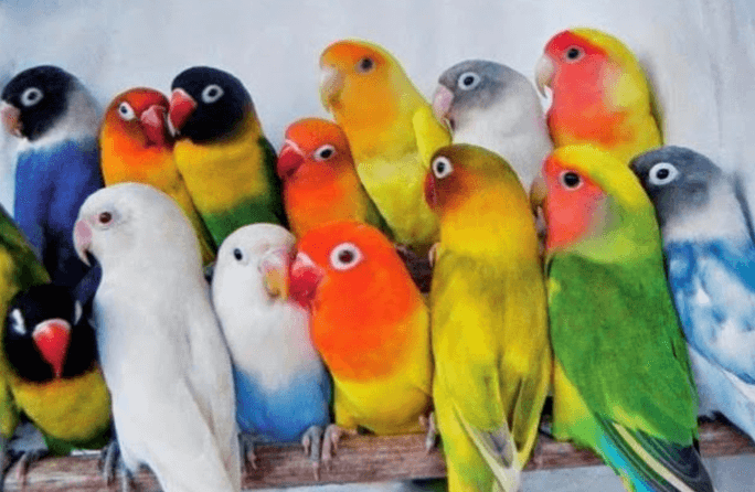 Detail Gambar Dan Nama Jenis Lovebird Nomer 6