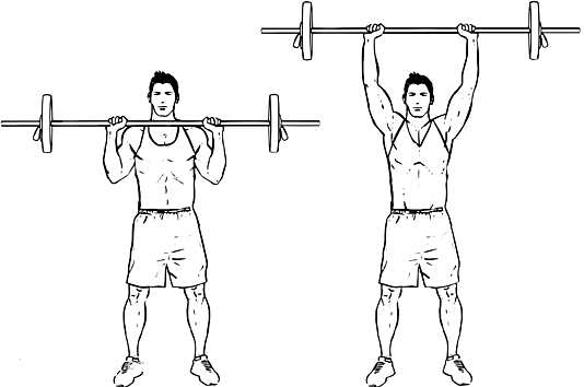 Detail Gambar Dan Nama Otot Di Shoulder Press Weight Training Nomer 5