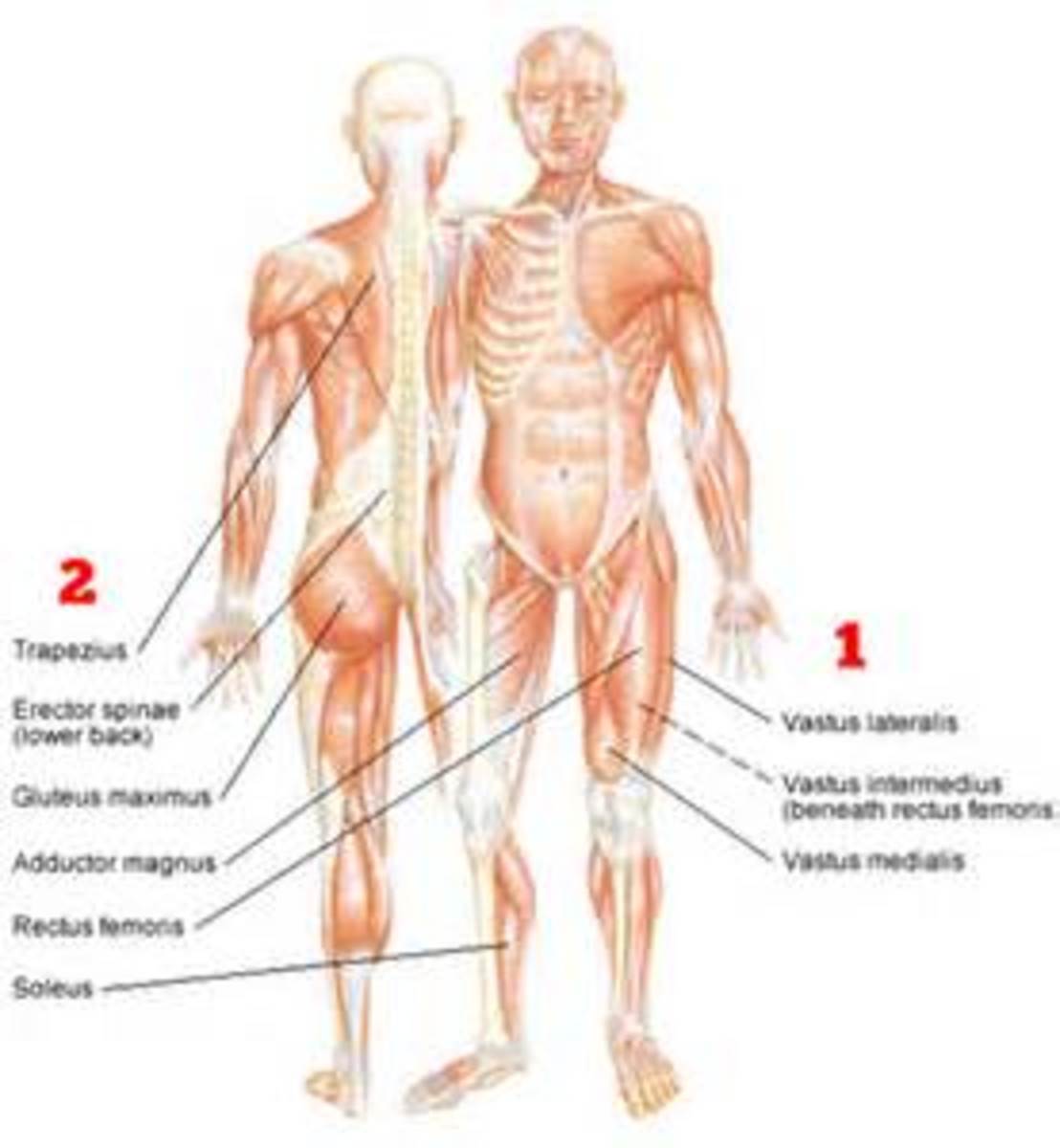 Detail Gambar Dan Nama Otot Di Shoulder Press Weight Training Nomer 54