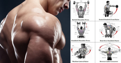 Detail Gambar Dan Nama Otot Di Shoulder Press Weight Training Nomer 7