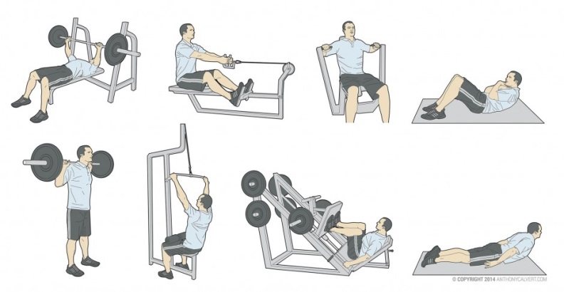 Detail Gambar Dan Nama Otot Di Shoulder Press Weiht Training Nomer 40