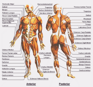 Detail Gambar Dan Nama Otot Di Shoulder Press Weiht Training Nomer 45