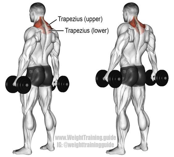 Detail Gambar Dan Nama Otot Di Shoulder Press Weiht Training Nomer 8