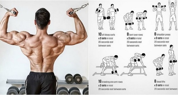 Detail Gambar Dan Nama Otot Di Shoulder Press Weiht Training Nomer 10