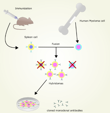 Gambar Dan Skema Hibridoma - KibrisPDR