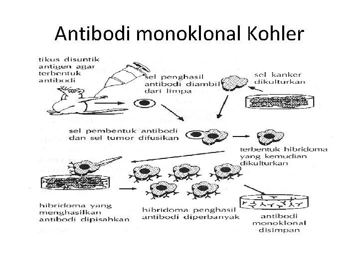 Detail Gambar Dan Skema Hibridoma Nomer 10