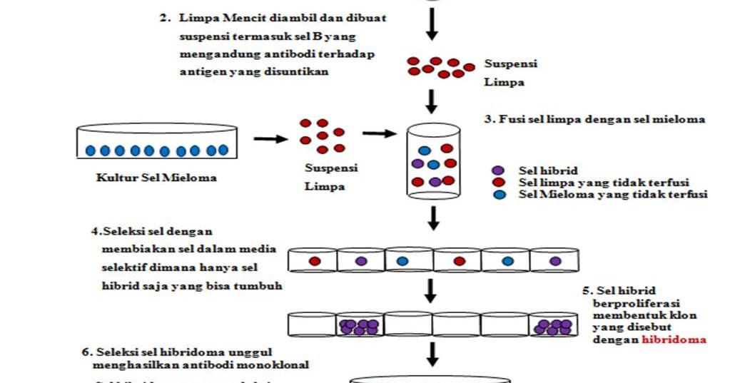Detail Gambar Dan Skema Hibridoma Nomer 11