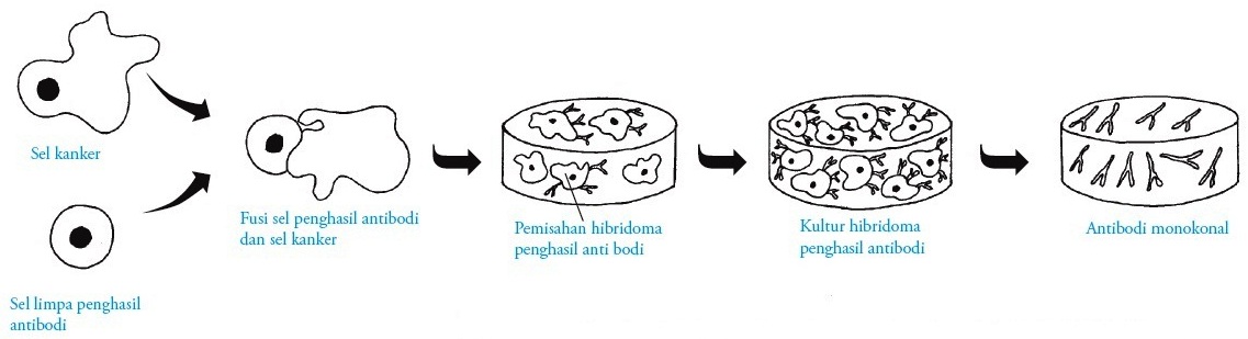 Detail Gambar Dan Skema Hibridoma Nomer 12