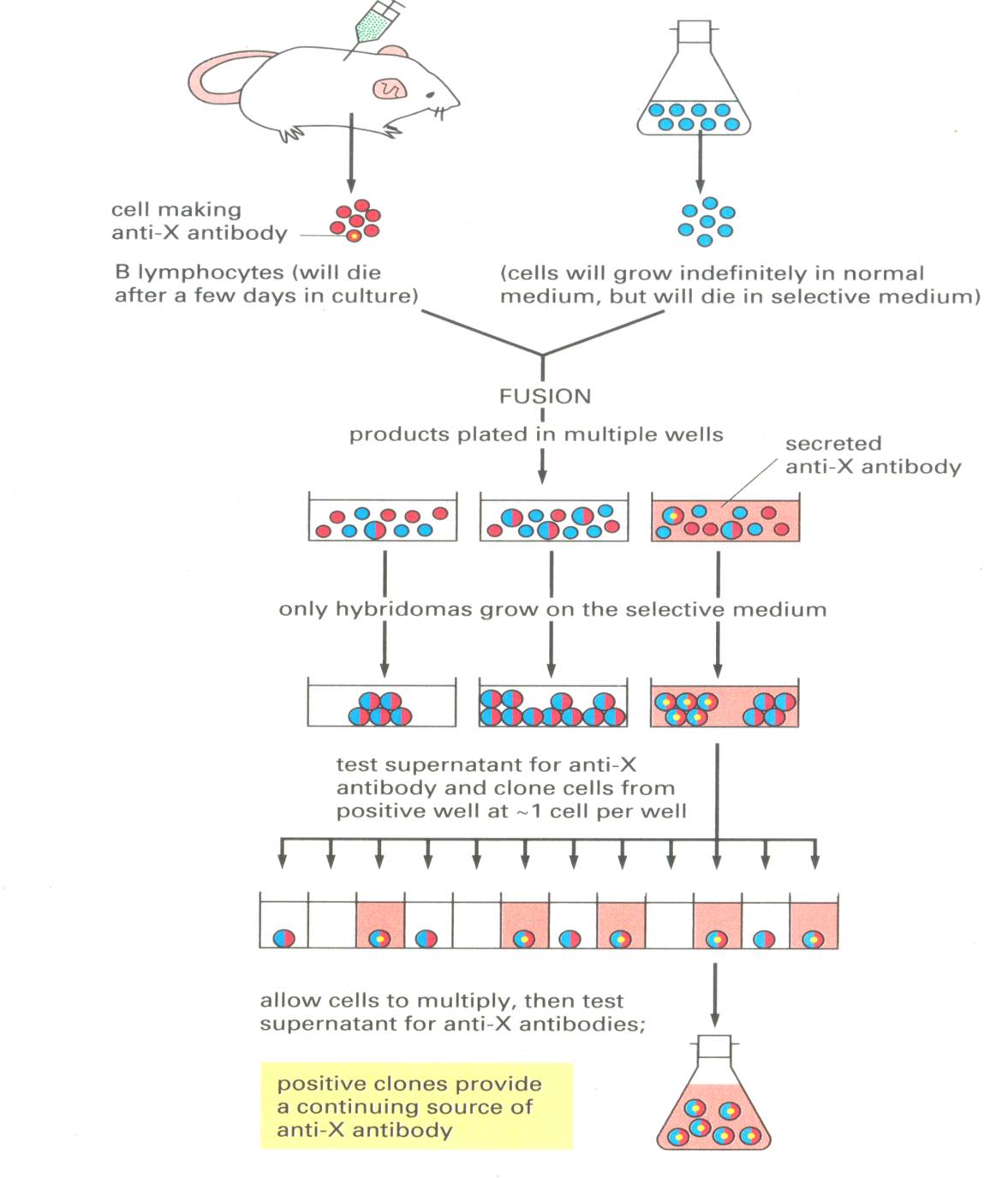 Detail Gambar Dan Skema Hibridoma Nomer 14