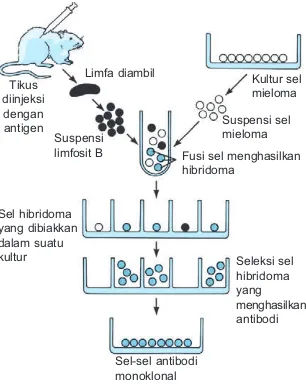 Detail Gambar Dan Skema Hibridoma Nomer 15