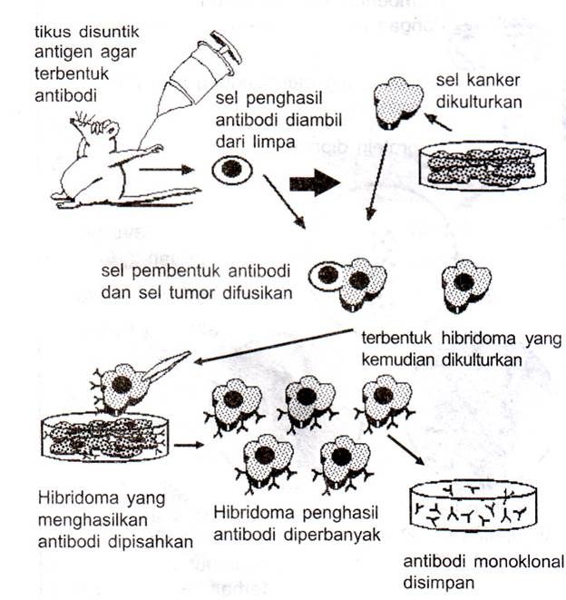 Detail Gambar Dan Skema Hibridoma Nomer 3