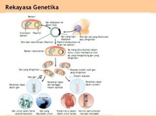 Detail Gambar Dan Skema Hibridoma Nomer 18