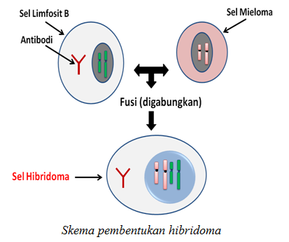 Detail Gambar Dan Skema Hibridoma Nomer 20