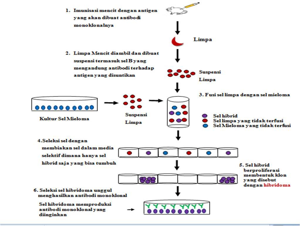 Detail Gambar Dan Skema Hibridoma Nomer 4