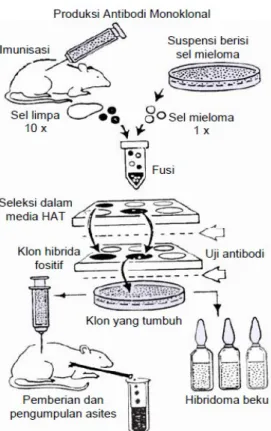 Detail Gambar Dan Skema Hibridoma Nomer 26