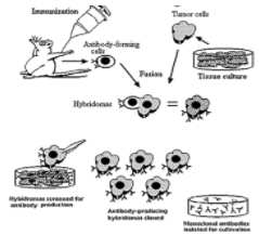 Detail Gambar Dan Skema Hibridoma Nomer 29