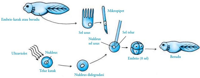 Detail Gambar Dan Skema Hibridoma Nomer 33