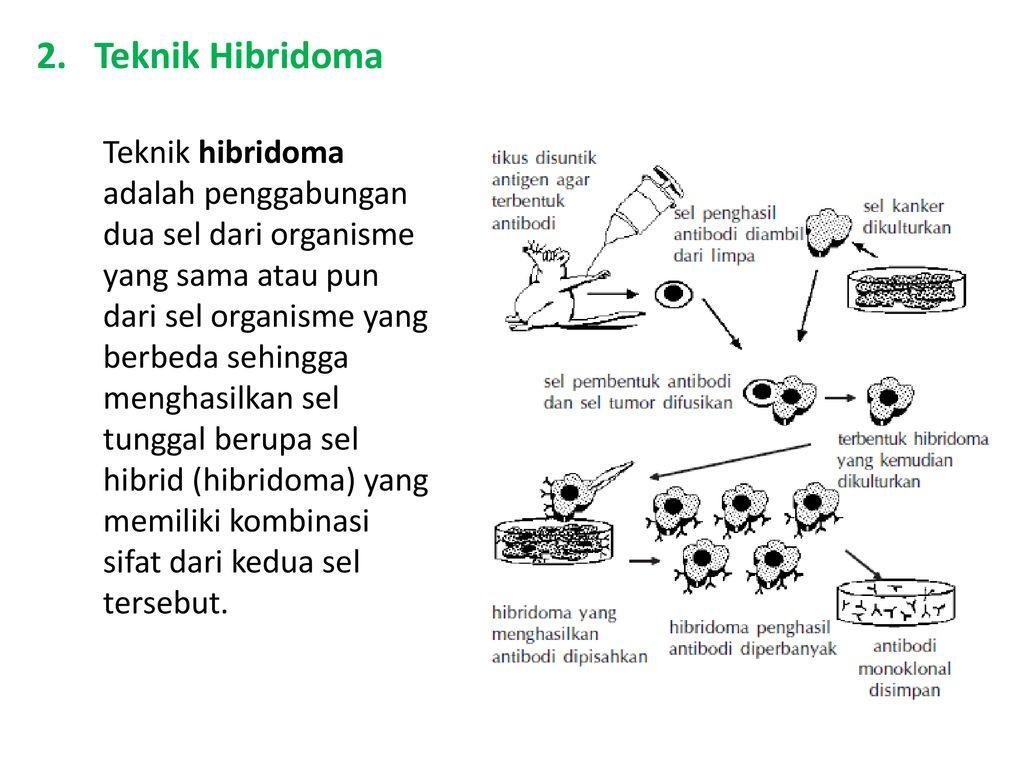 Detail Gambar Dan Skema Hibridoma Nomer 5