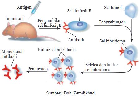 Detail Gambar Dan Skema Hibridoma Nomer 39