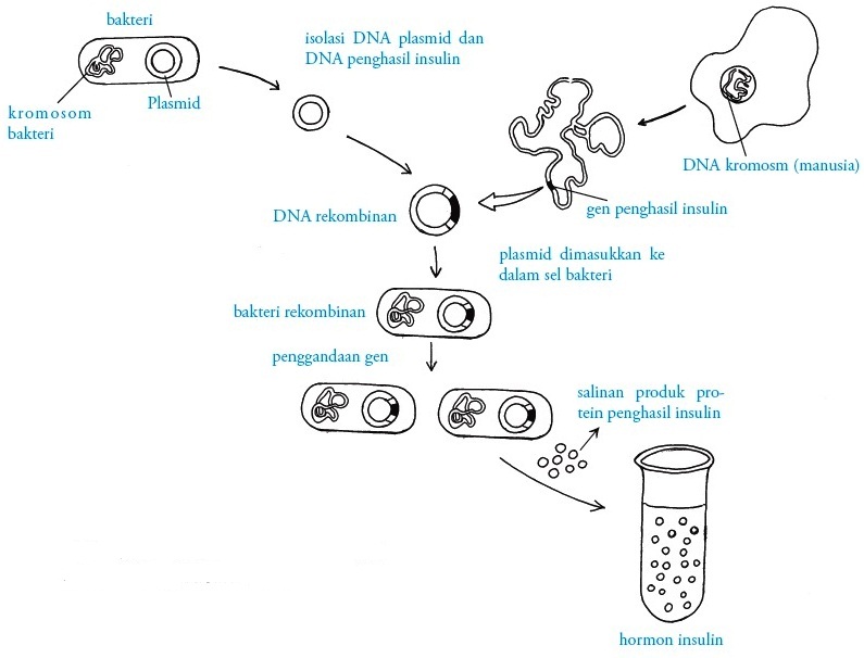 Detail Gambar Dan Skema Hibridoma Nomer 40