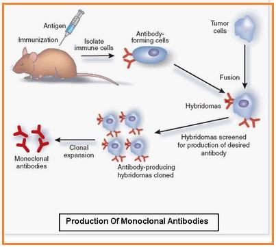 Detail Gambar Dan Skema Hibridoma Nomer 6