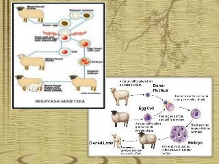 Detail Gambar Dan Skema Hibridoma Nomer 44