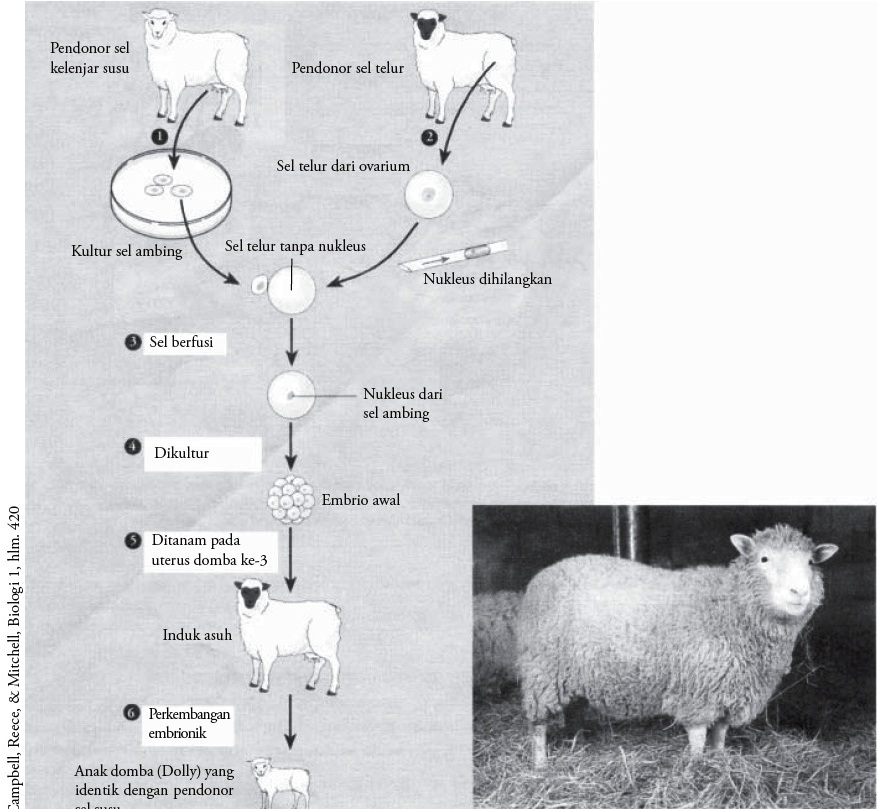 Detail Gambar Dan Skema Hibridoma Nomer 46