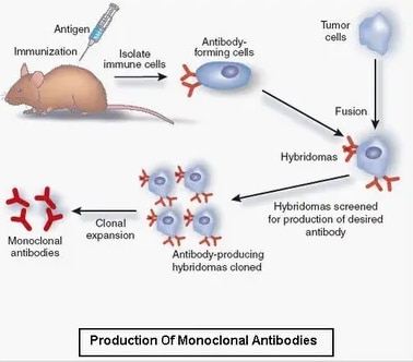 Detail Gambar Dan Skema Hibridoma Nomer 47