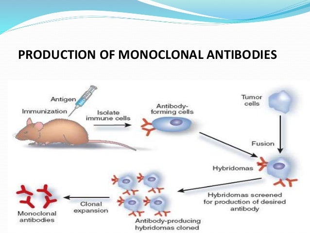 Detail Gambar Dan Skema Hibridoma Nomer 48