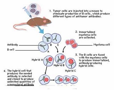 Detail Gambar Dan Skema Hibridoma Nomer 7