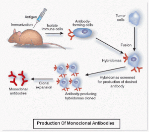 Detail Gambar Dan Skema Hibridoma Nomer 8