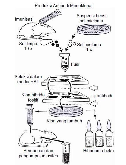 Detail Gambar Dan Skema Hibridoma Nomer 9